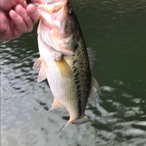 Meet your Posher, Donald